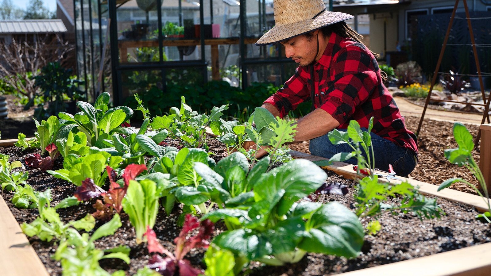 A gardener wearing a straw hat and red shirt planting young seedlings in rows on a wooden raised bed.
