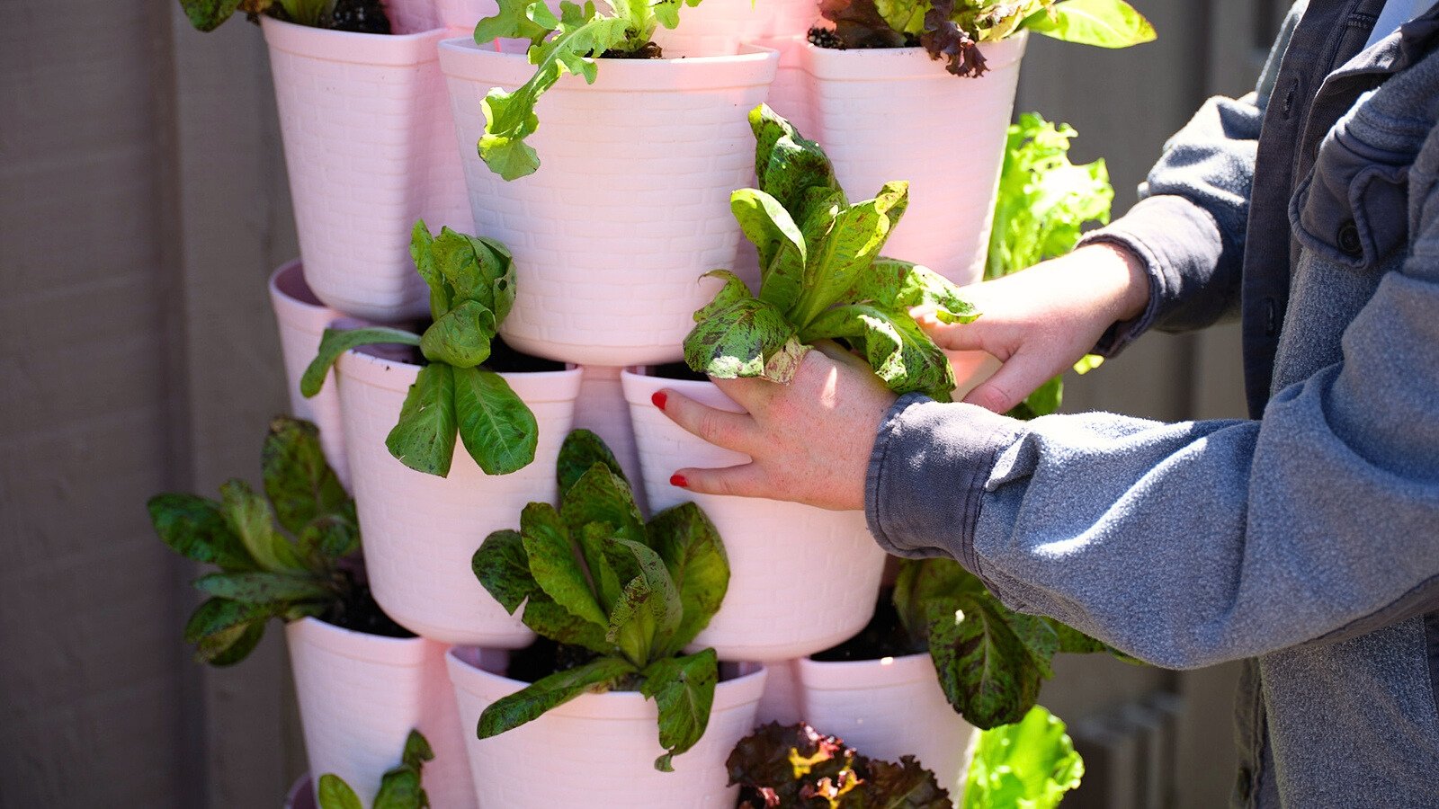 Close-up of a woman's hands placing a small lettuce seedling with bright green wavy leaves into a soil-filled pocket of a tiered soft pink vertical planter surrounded by other young lettuce plants.