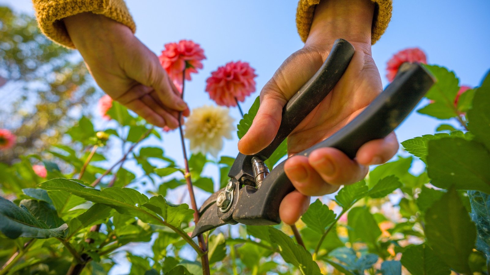 Close-up of a gardener's hands trimming tall, peachy-pink dahlia blooms using black pruning shears.