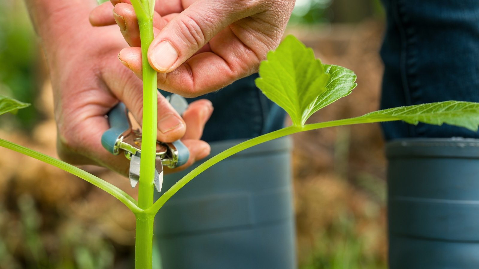 Gardener using secateurs to prune a thick green dahlia stem near the base, surrounded by lush foliage.