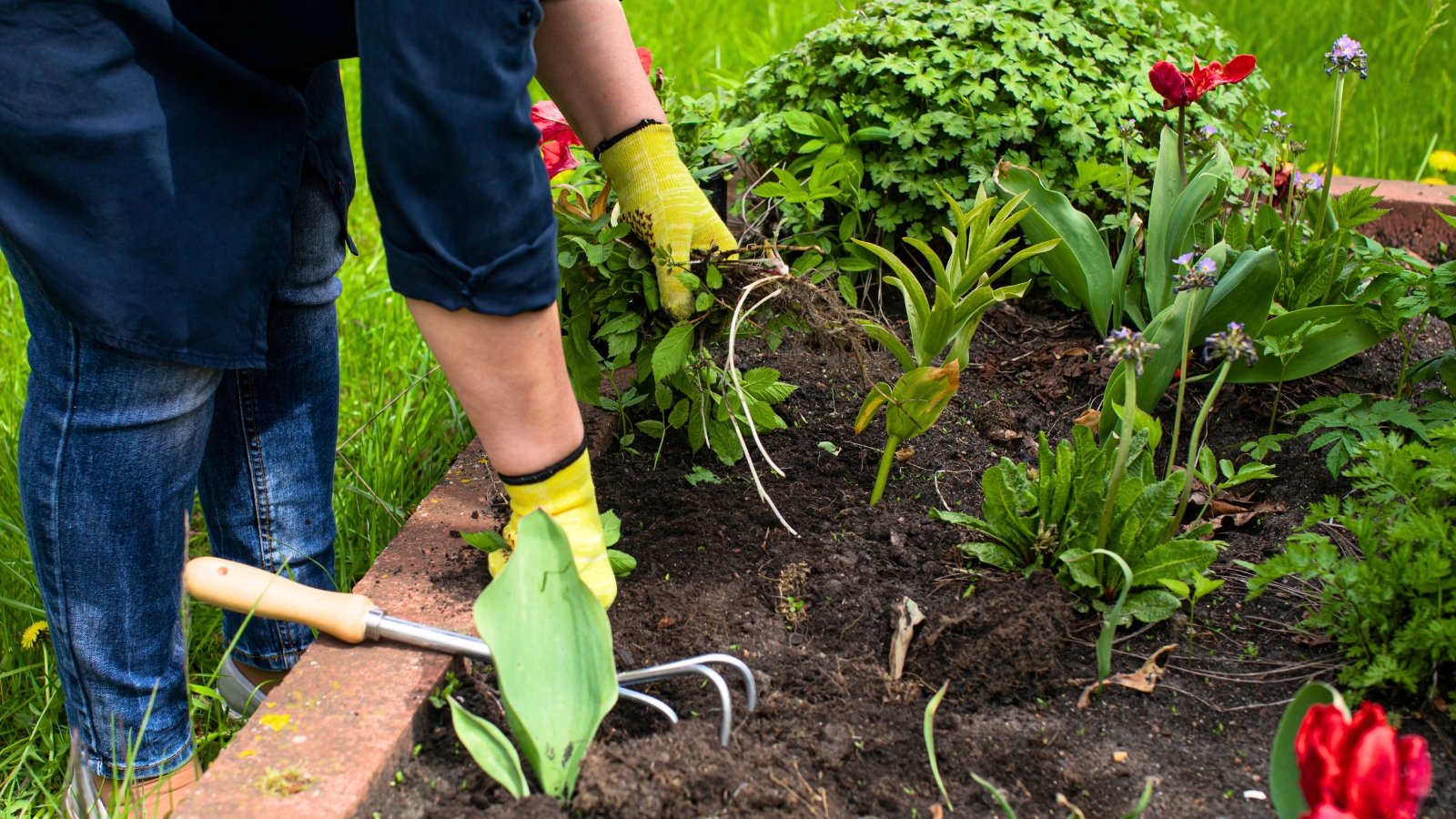 A gardener wearing yellow gloves pulling wilting plants from a raised bed filled with blooming red tulips and other foliage plants.