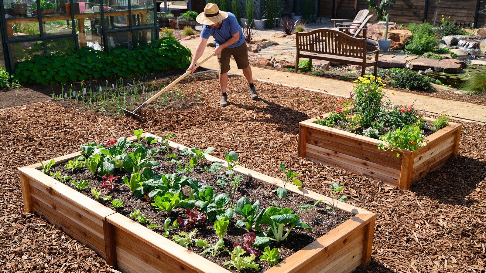 A gardener in a straw hat rakes wood chip mulch among wooden raised beds in a sunny garden.