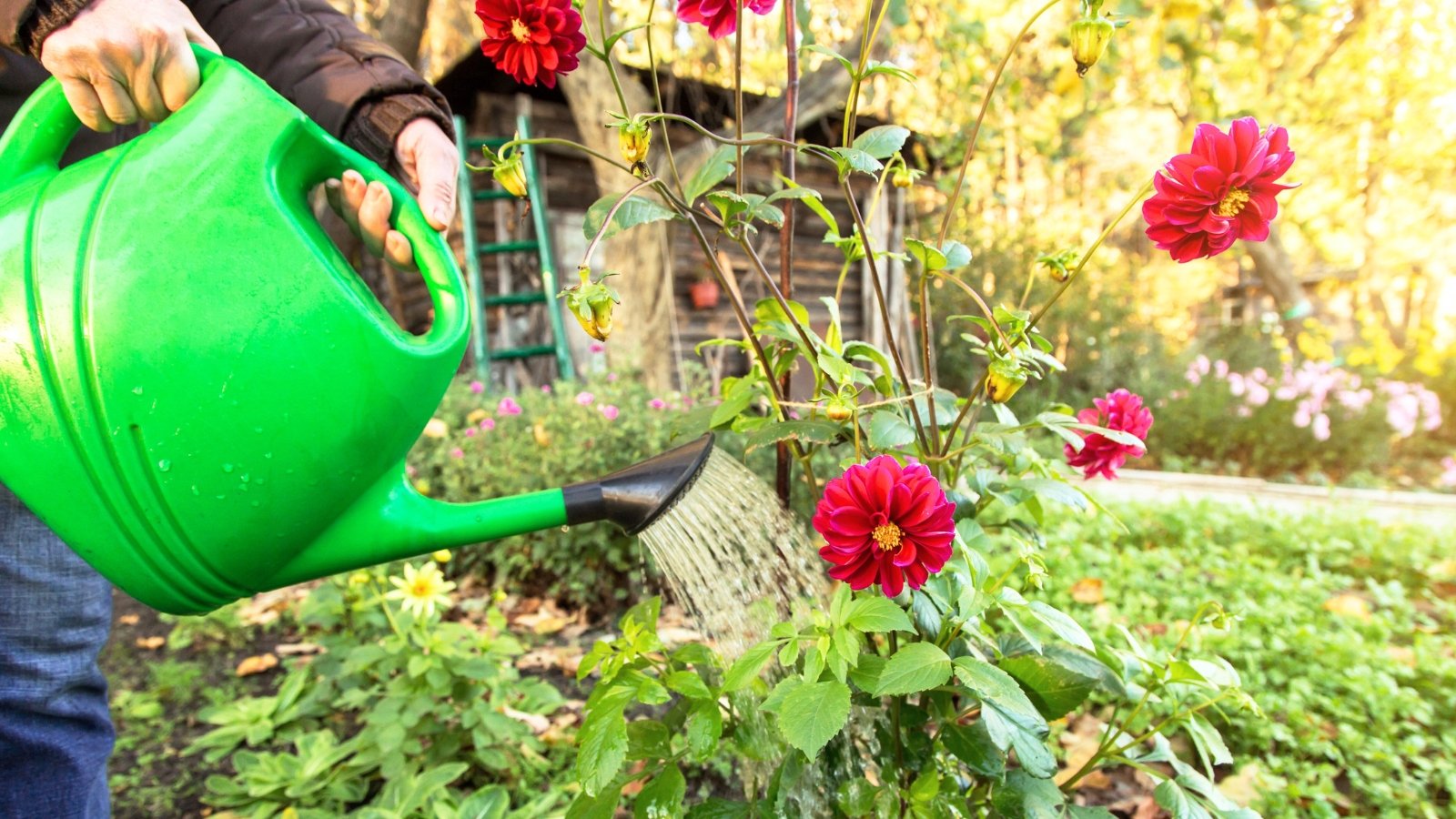A gardener waters brightly blooming plants with large red flowers and green foliage using a green watering can.