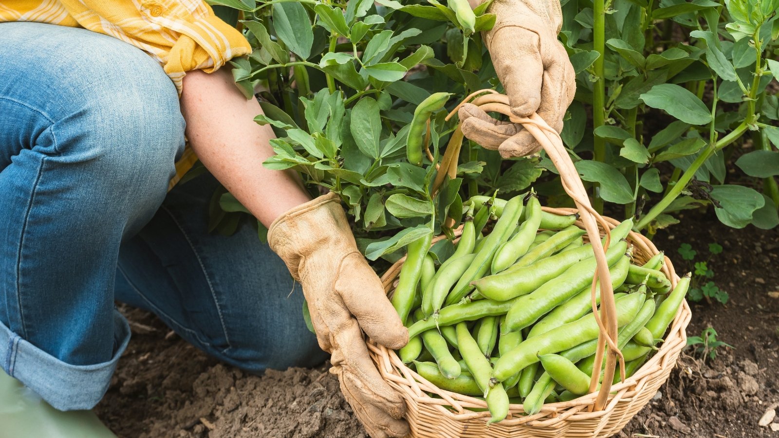 A gardener sits near the fava bean garden bed holding a basket full of freshly harvested pods, with tall green stalks and broad leaves surrounding the crop.