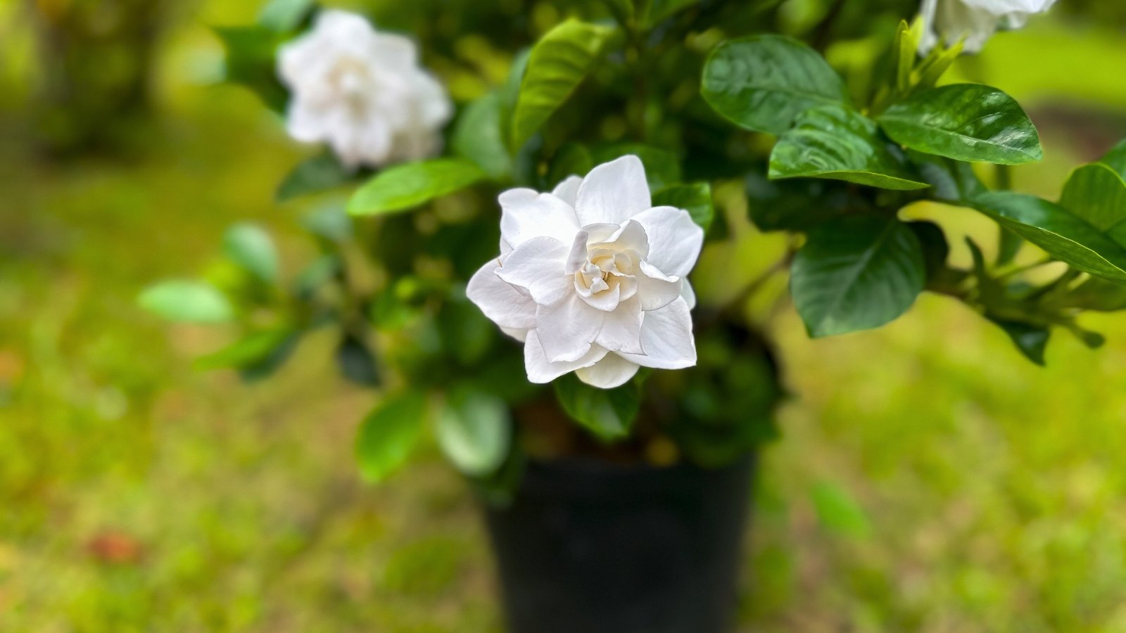 A single, creamy-white flower with multiple layers of silky petals, surrounded by glossy, dark green leaves.