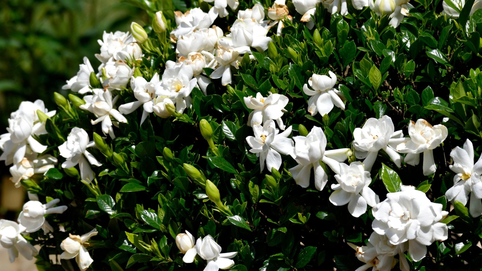 Glossy evergreen leaves frame waxy white blossoms in a dense, rounded shrub.