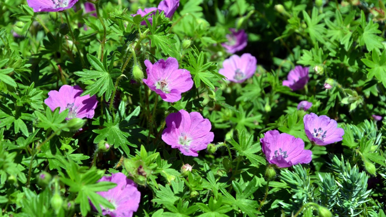 A lovely Geranium sanguineum bush with deep green foliage and purple blooms