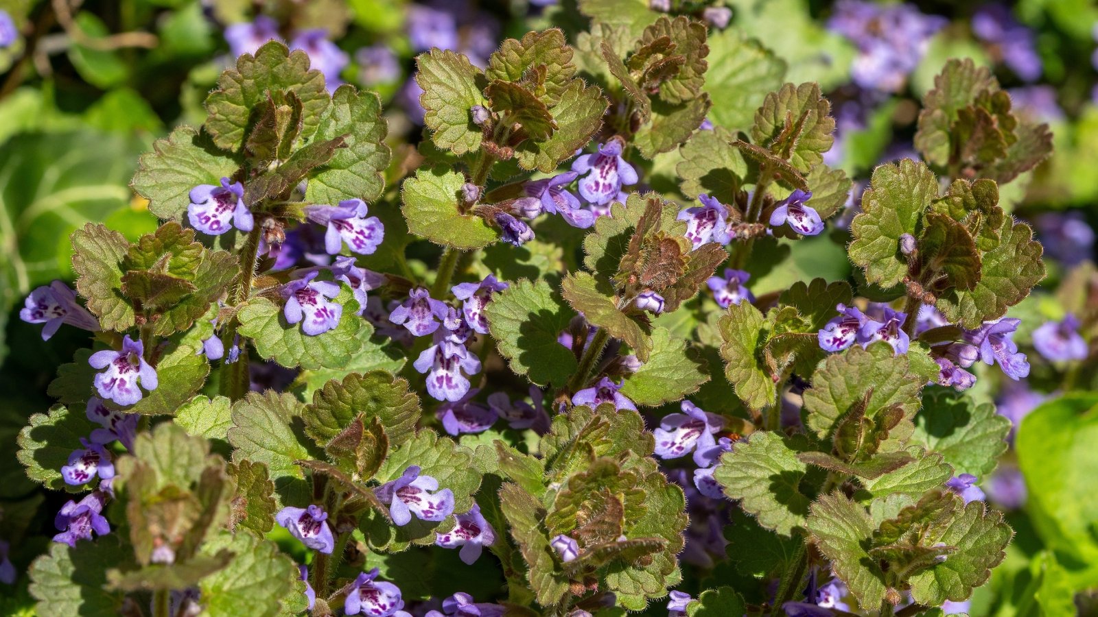 Trailing stems with rounded, scalloped green leaves and small, tubular purplish-blue flowers along the runners.