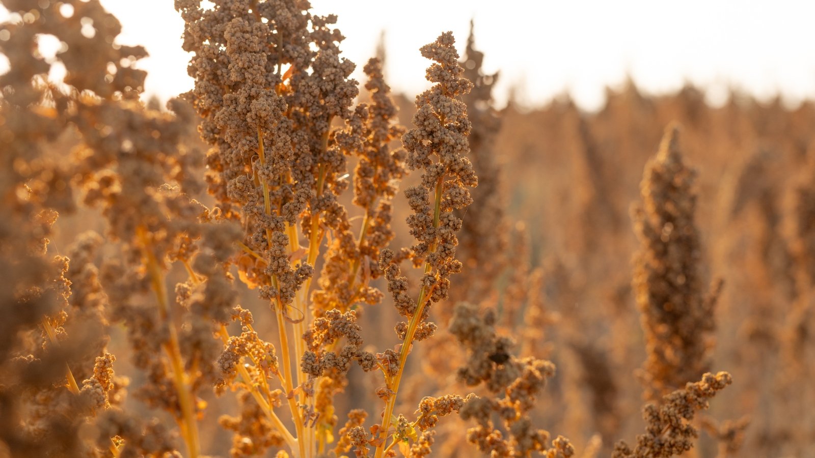 Golden-brown quinoa seed heads stand upright on sturdy stems, with dense clusters of seeds and dry, curling leaves.