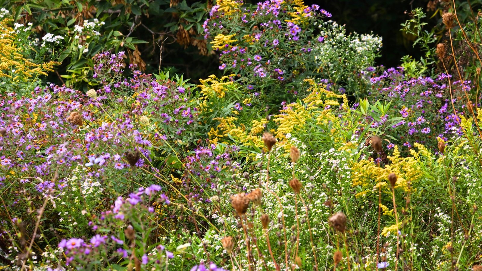 A vibrant field meadow filled with tall goldenrod’s bright yellow flower clusters, wild asters’ purple daisy-like blooms, and queen-anne’s lace’s delicate white lace-like flowers amid green, feathery leaves.