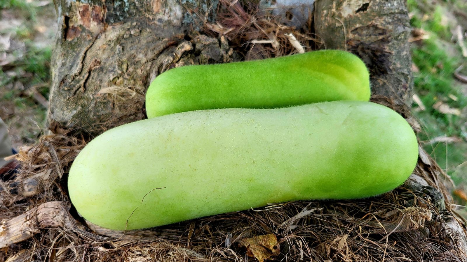 A close-up shot of several harvested large light-green colored crop called the Gourd ‘Giant Bello’, all placed on a wooden surface outdoors