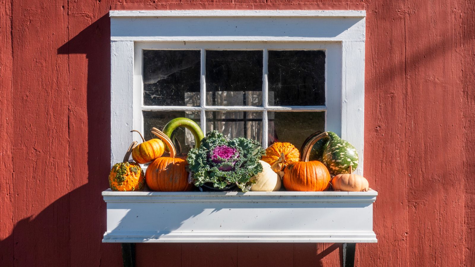 Gourds and Ornamental Kale placed in white container placed against a wall hanging while under sunlight