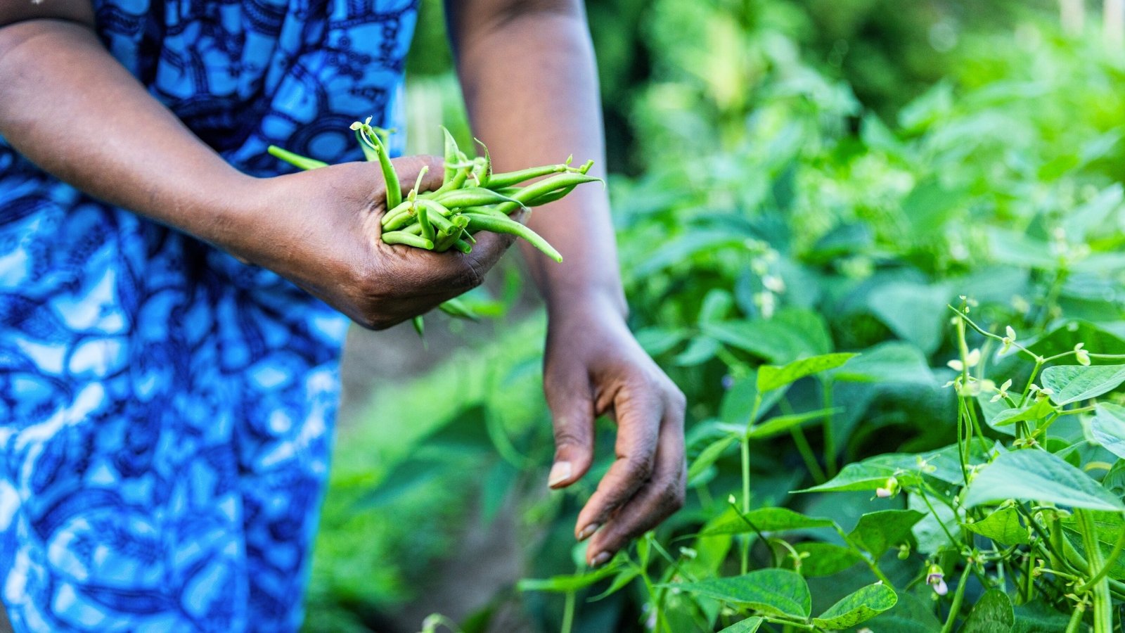Woman in a blue dress picks slender green beans hanging from tall plants with trifoliate leaves.