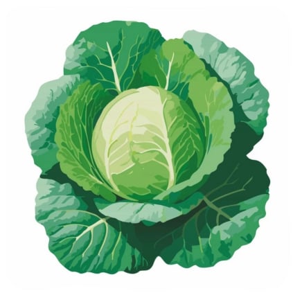 Green Express Cabbage