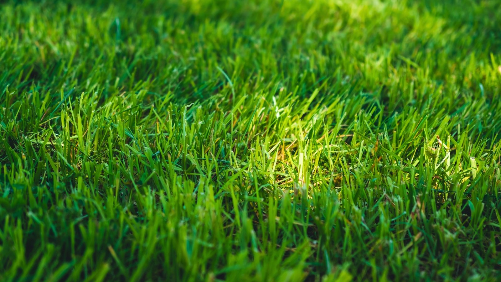 Close-up of vibrant green grass blades, showing fine textures and fresh growth.