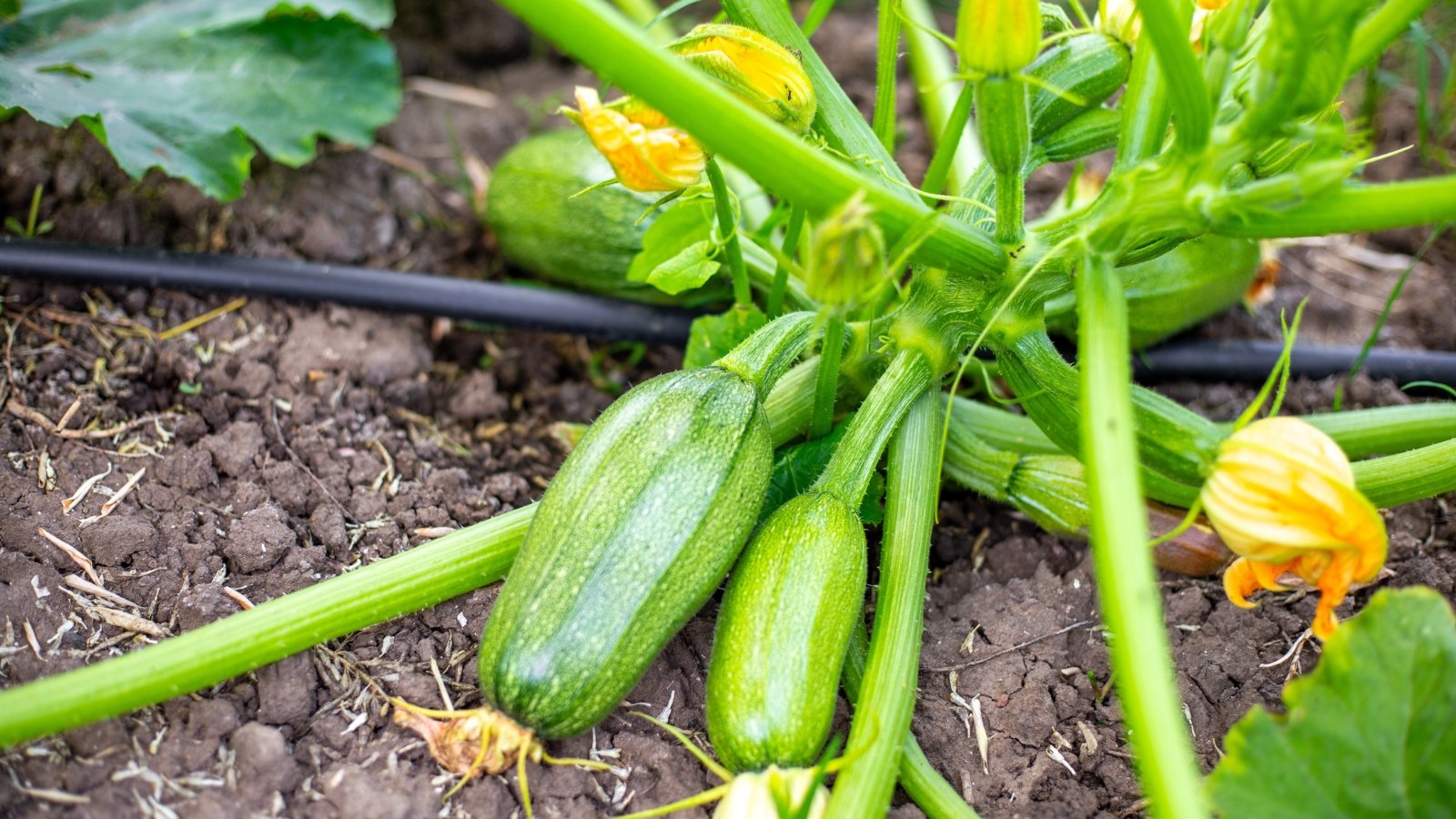 Green zucchini plant with large leaves, yellow flowers, and small developing fruits, growing in a vegetable bed with a drip irrigation tube.