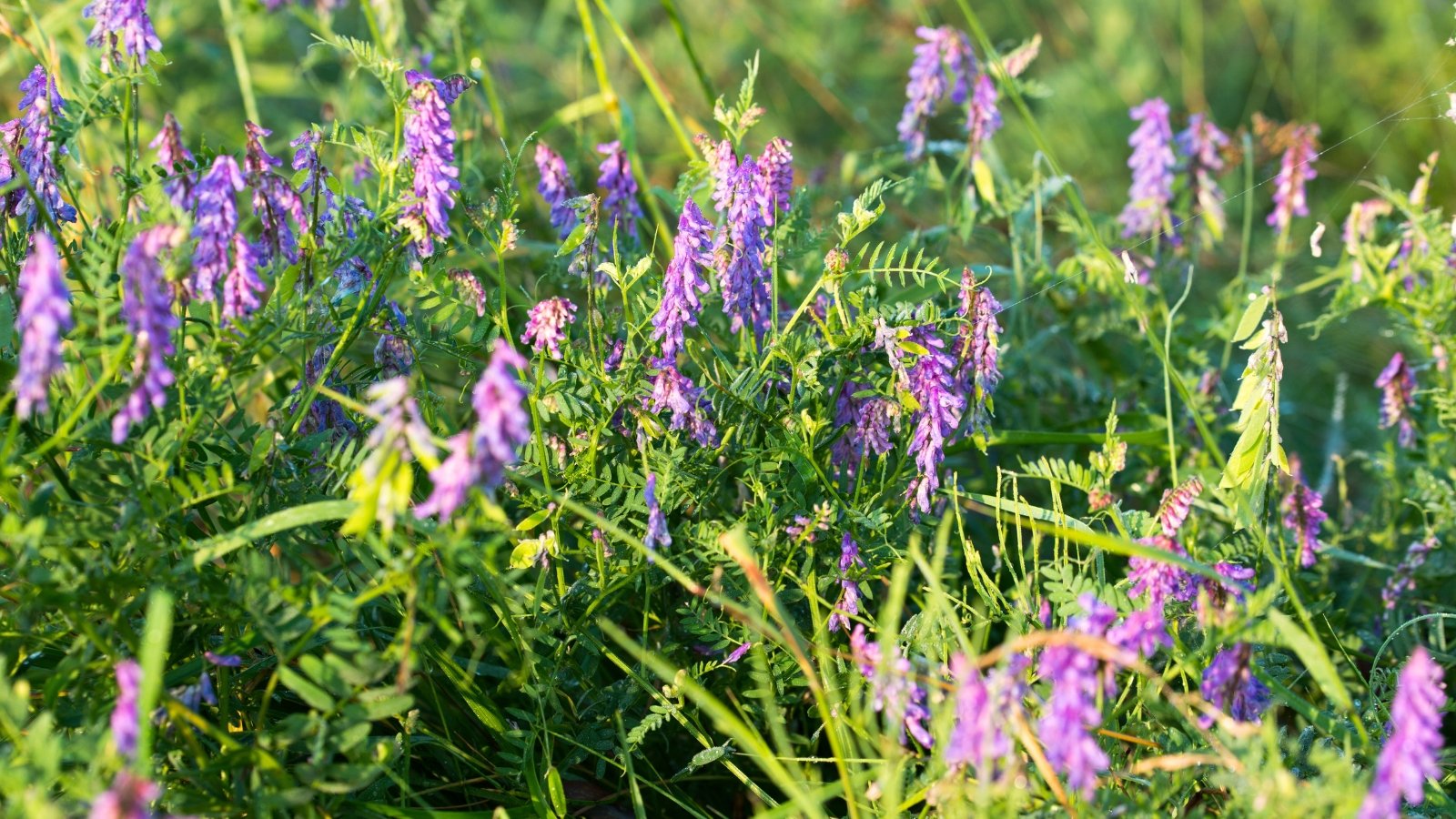 Field covered with sprawling green vines, pinnate leaves with many small leaflets, and clusters of purple pea-like flowers blooming among delicate tendrils.