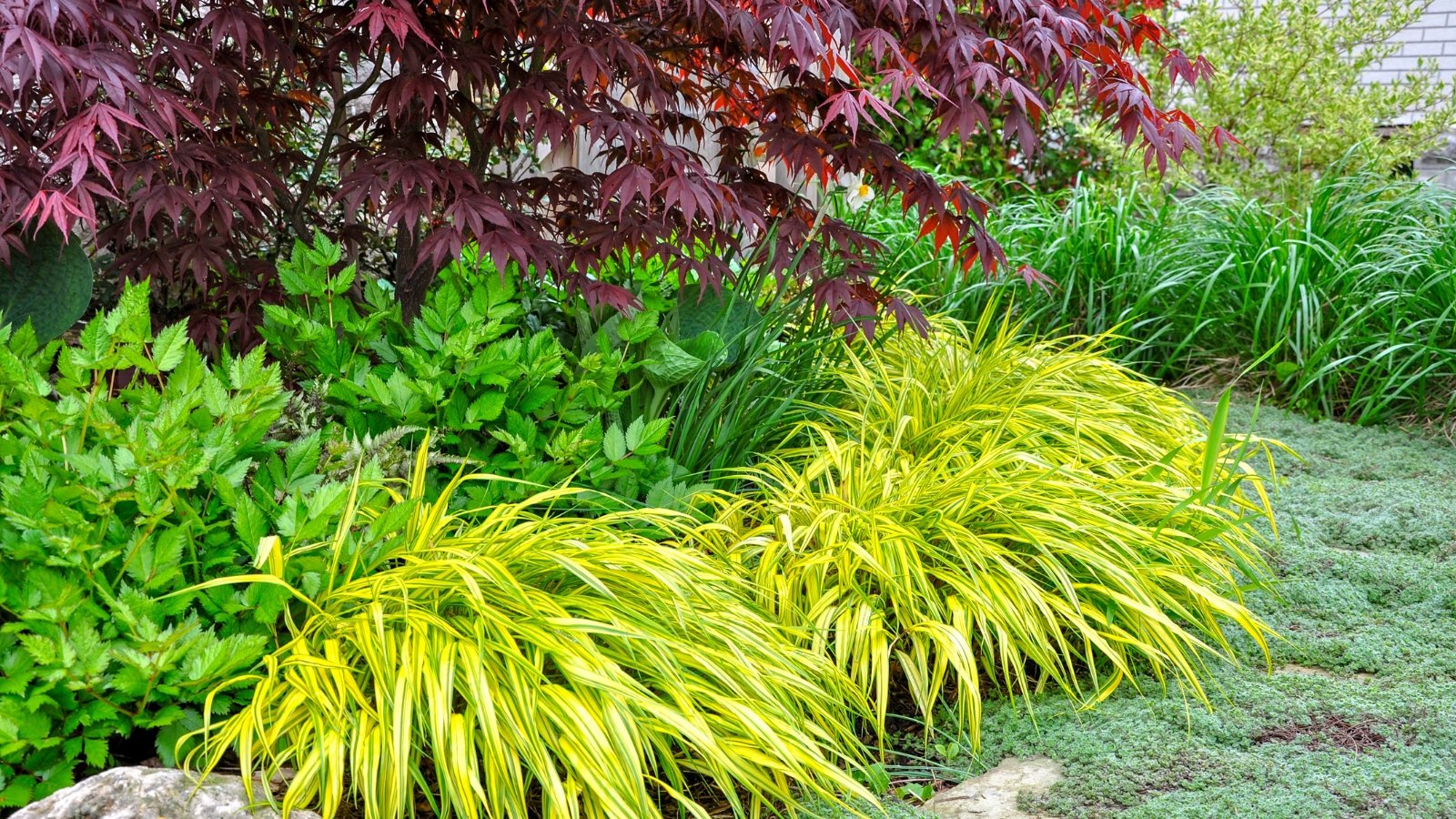 Graceful, arching golden-yellow leaves of Hakonechloa macra ‘Aureola’ cascading beneath the deep red foliage of a Japanese maple.