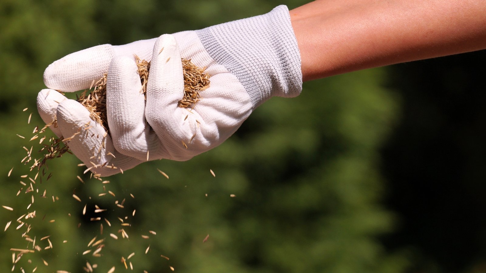 Close-up of a gardener’s gloved hand pouring small green grass seeds onto a lawn, with a blurred green garden in the background.