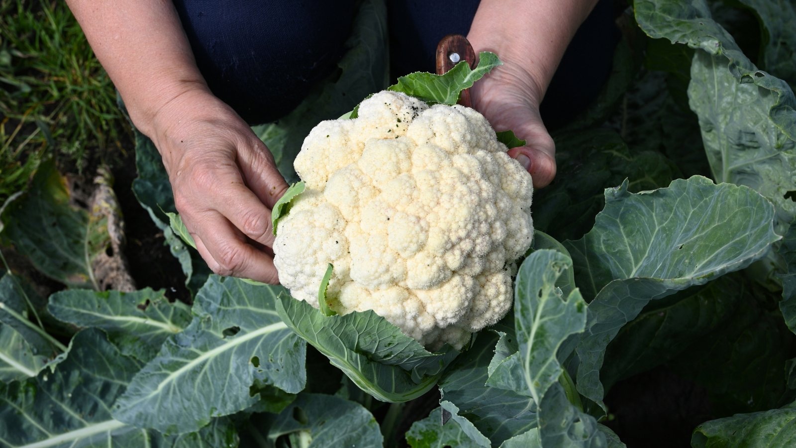 Hands carefully cut a dense, creamy-white cauliflower head with tightly packed curds and surrounding broad green leaves.