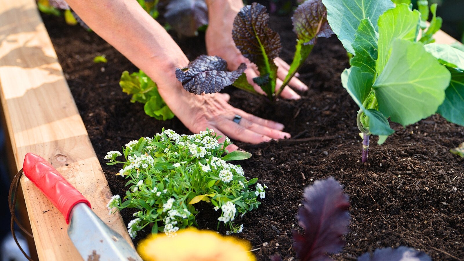 Close-up of female hands planting a young purple leaf lettuce seedling among cabbage seedlings and flowering sweet alyssum in loose soil in a raised bed.