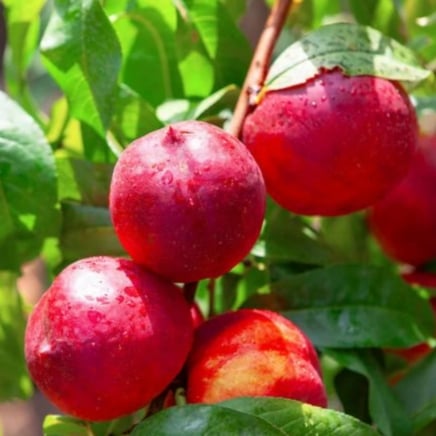 Hardired Nectarine Tree