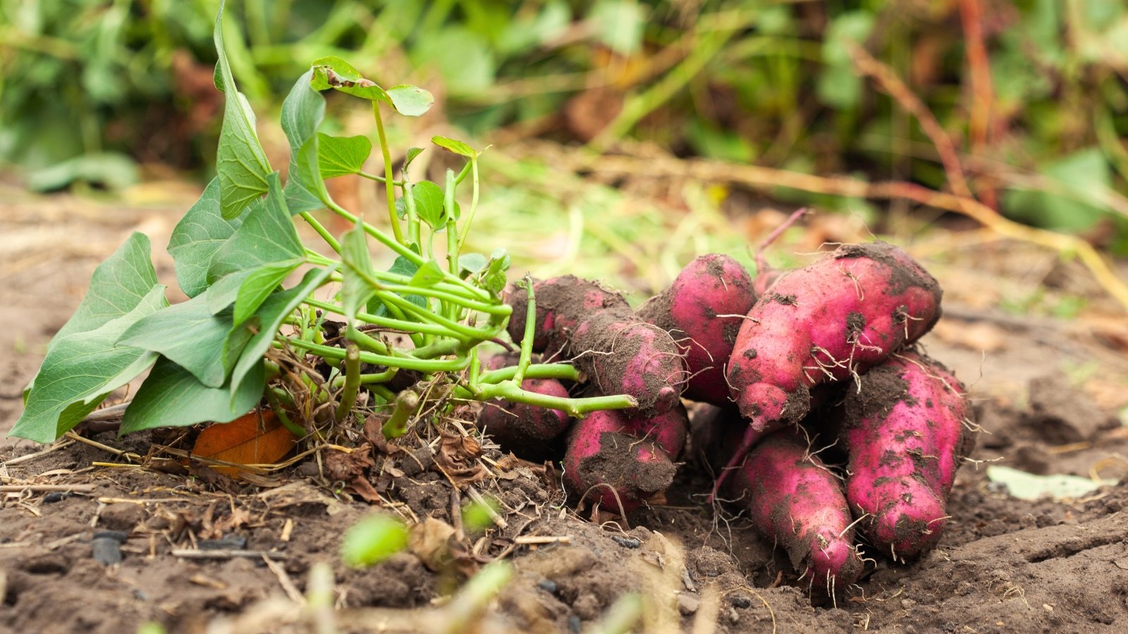 Harvested bunch of large, reddish-brown elongated tubers with slightly rough skin and attached green heart-shaped leaves lying on loose soil.