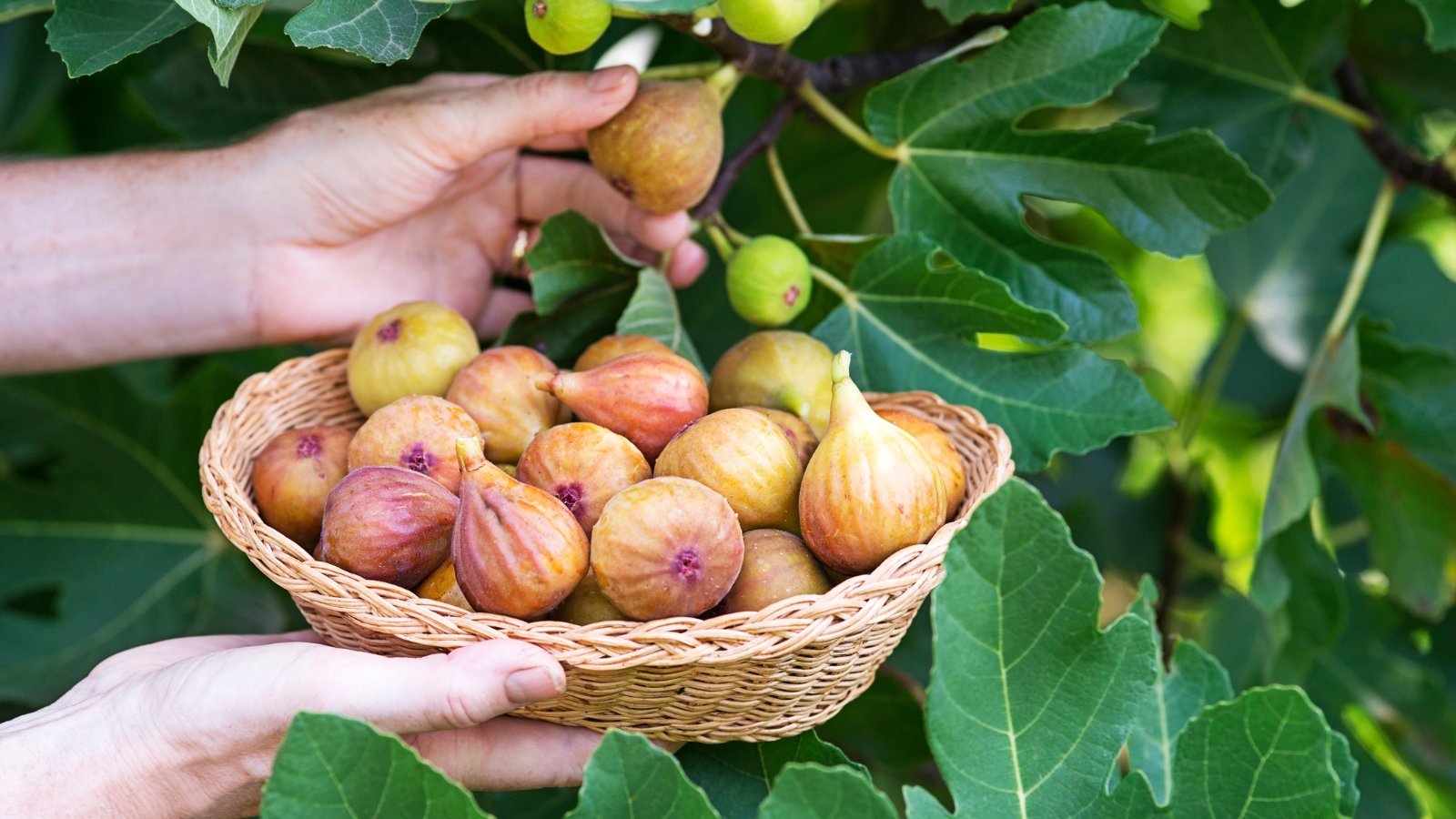Woman’s hands carefully pick small, purple-green figs growing on leafy branches.