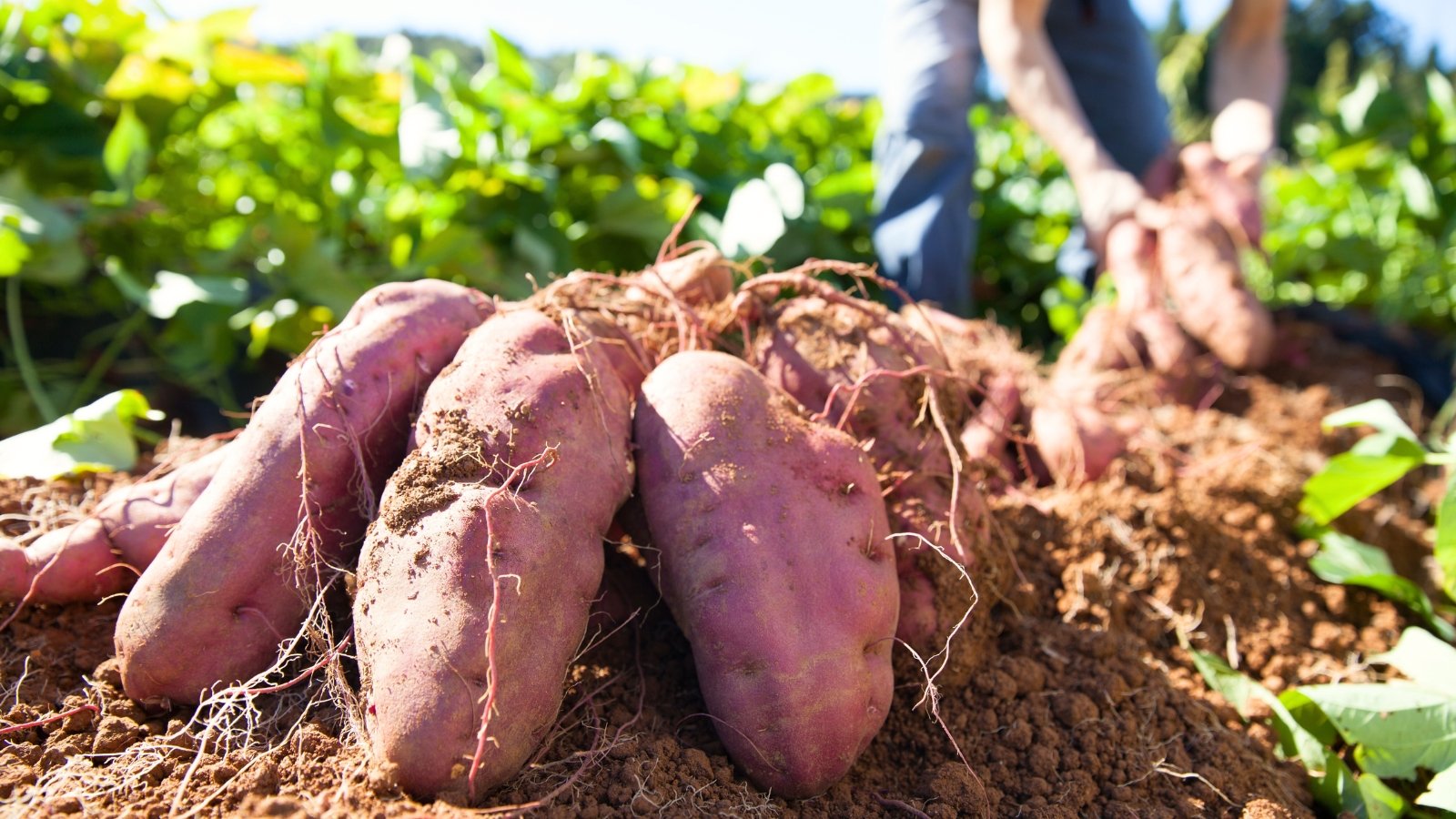 Close-up of freshly harvested reddish-brown tubers covered in soil lying on the ground, with a blurred background showing a farmer working in the field.