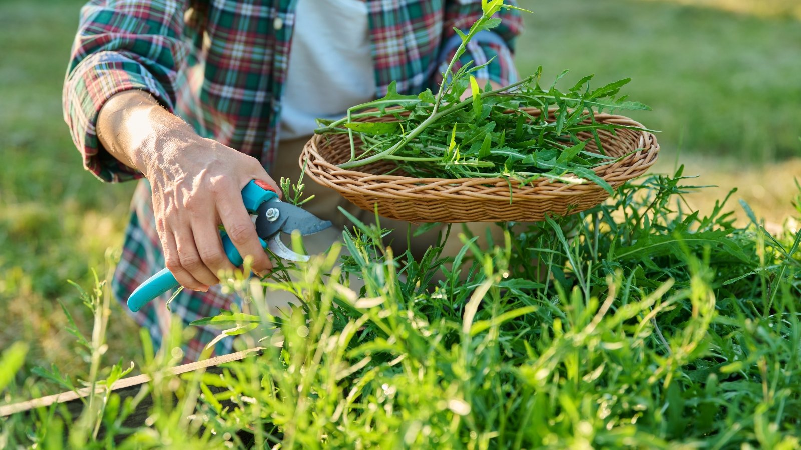 A gardener in a plaid shirt with pruning shears trims young, elongated, green leaves with deeply lobed edges from a wooden raised bed into a shallow wicker bowl in a sunny garden.
