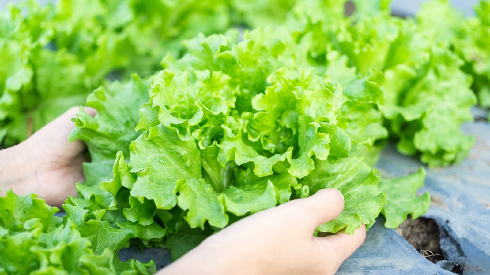 Close-up of a gardenerβs hands reaching to pull up a leafy lettuce rosette with broad, curly-edged green leaves.