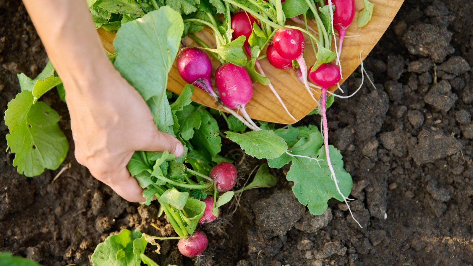 Close-up of a gardenerβs hands holding a wooden board filled with freshly harvested radishes, showing pink rounded roots and vibrant green leafy tops.