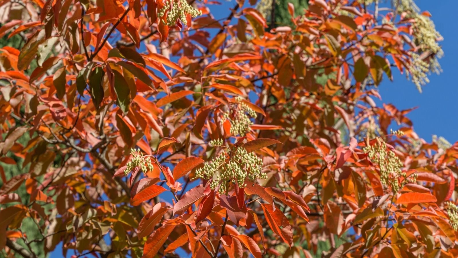 Healthy Oxydendrum arboreum with lovely reddish leaves with dark brown woody stems