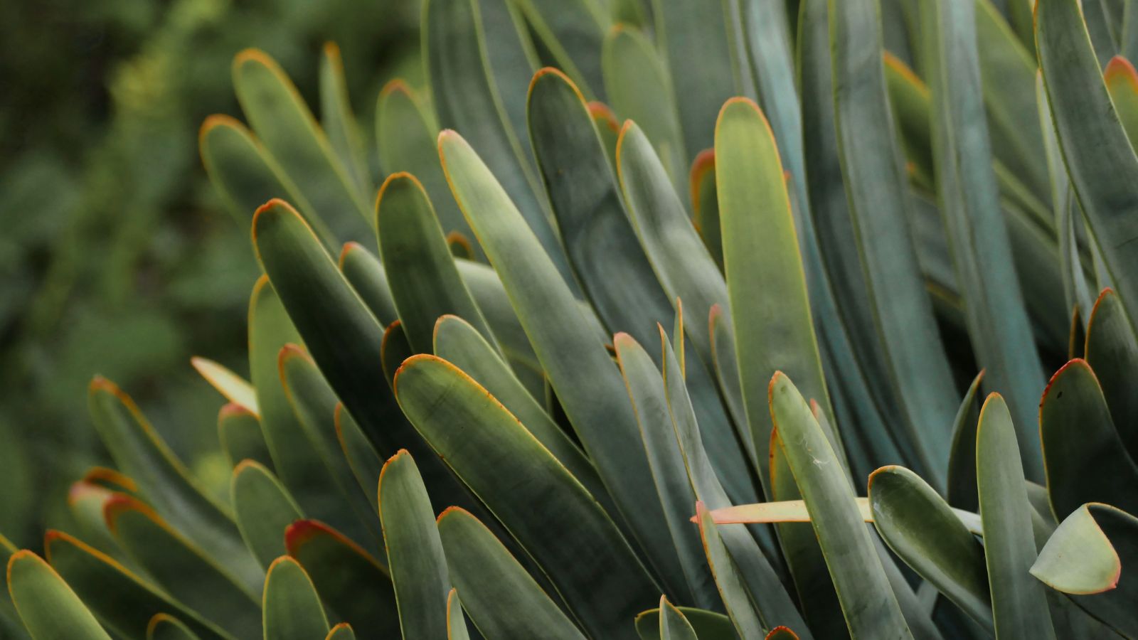 Healthy and sturdy Kumara plicatilis plants, appearing to have long and green leaves with orange edges
