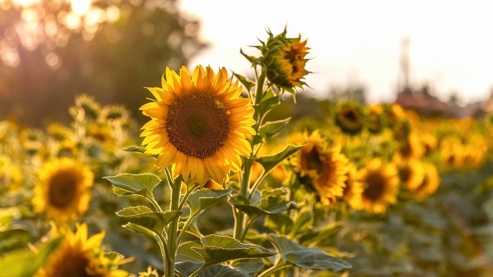 A large, bright yellow flower with a dark center, supported by a thick green stem with broad leaves.