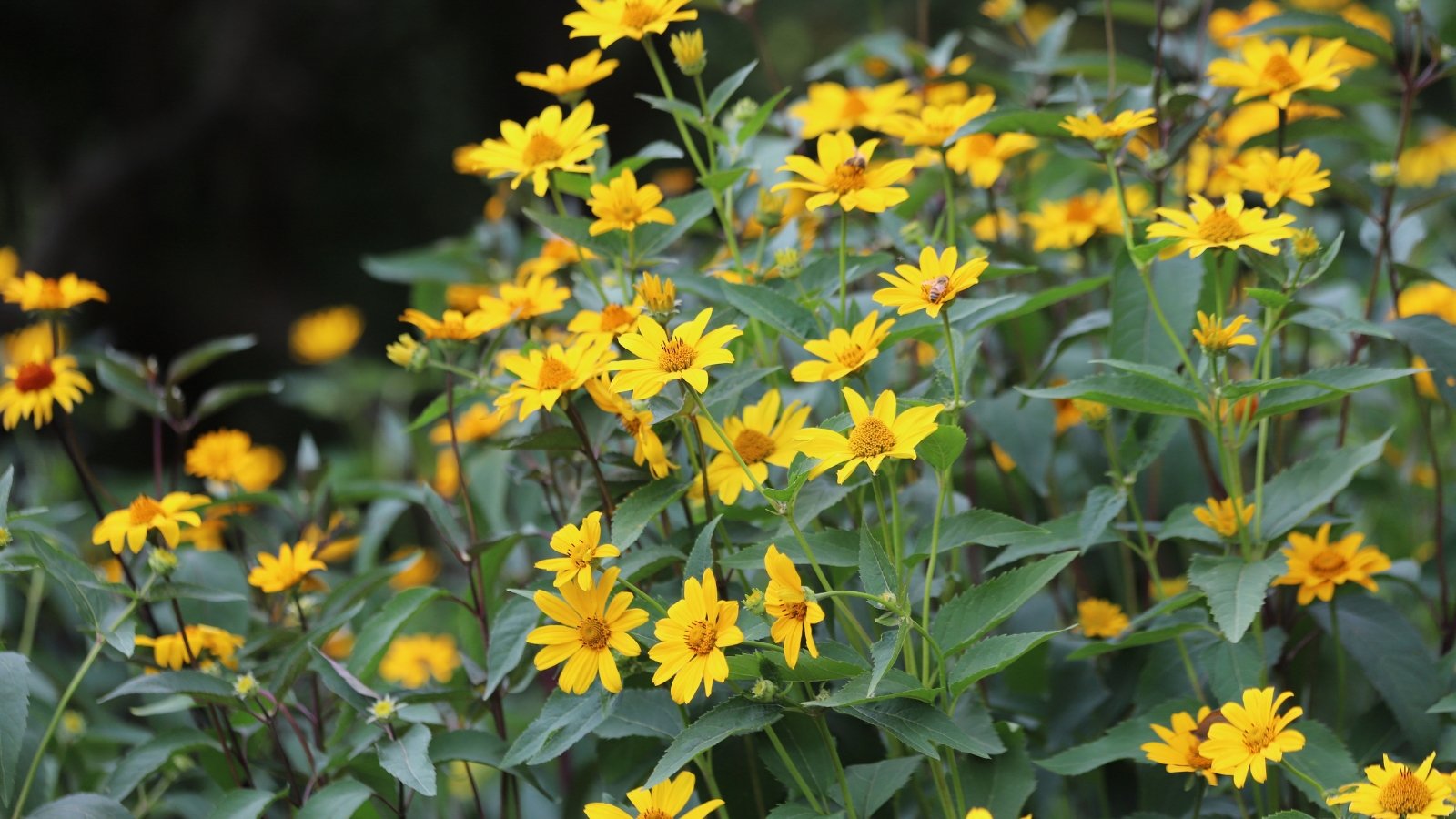 Tall stems with broad green leaves support clusters of yellow, daisy-like flowers facing the sun.