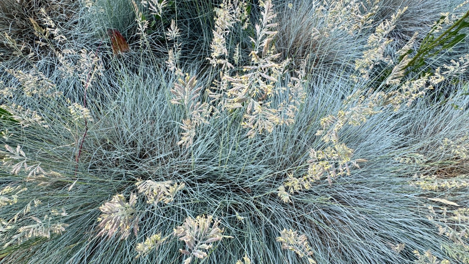 Stiff, blue-green leaves topped with upright, slender panicles of pale blue to grayish flowers swaying gently.