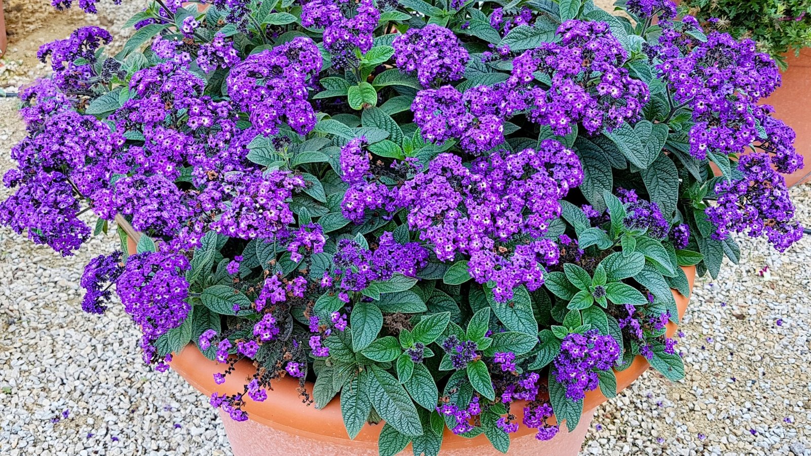 A large cluster of tiny, deep purple flowers with small white centers, covering a plant with dark green, textured leaves.