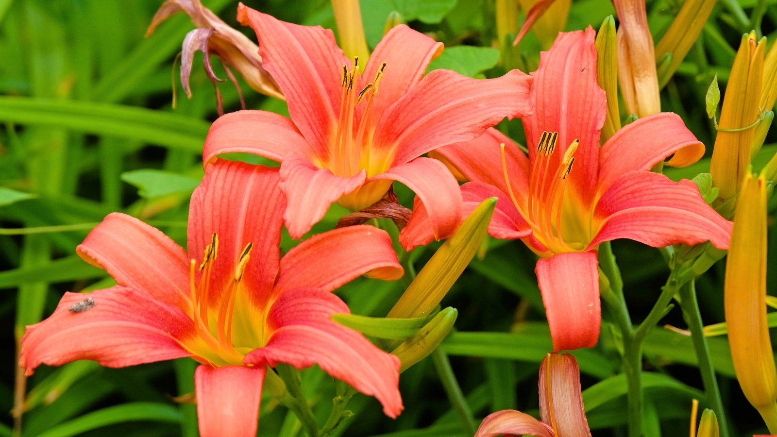 Three large, funnel-shaped orange flowers with six ruffled petals and yellow throats and stamens.