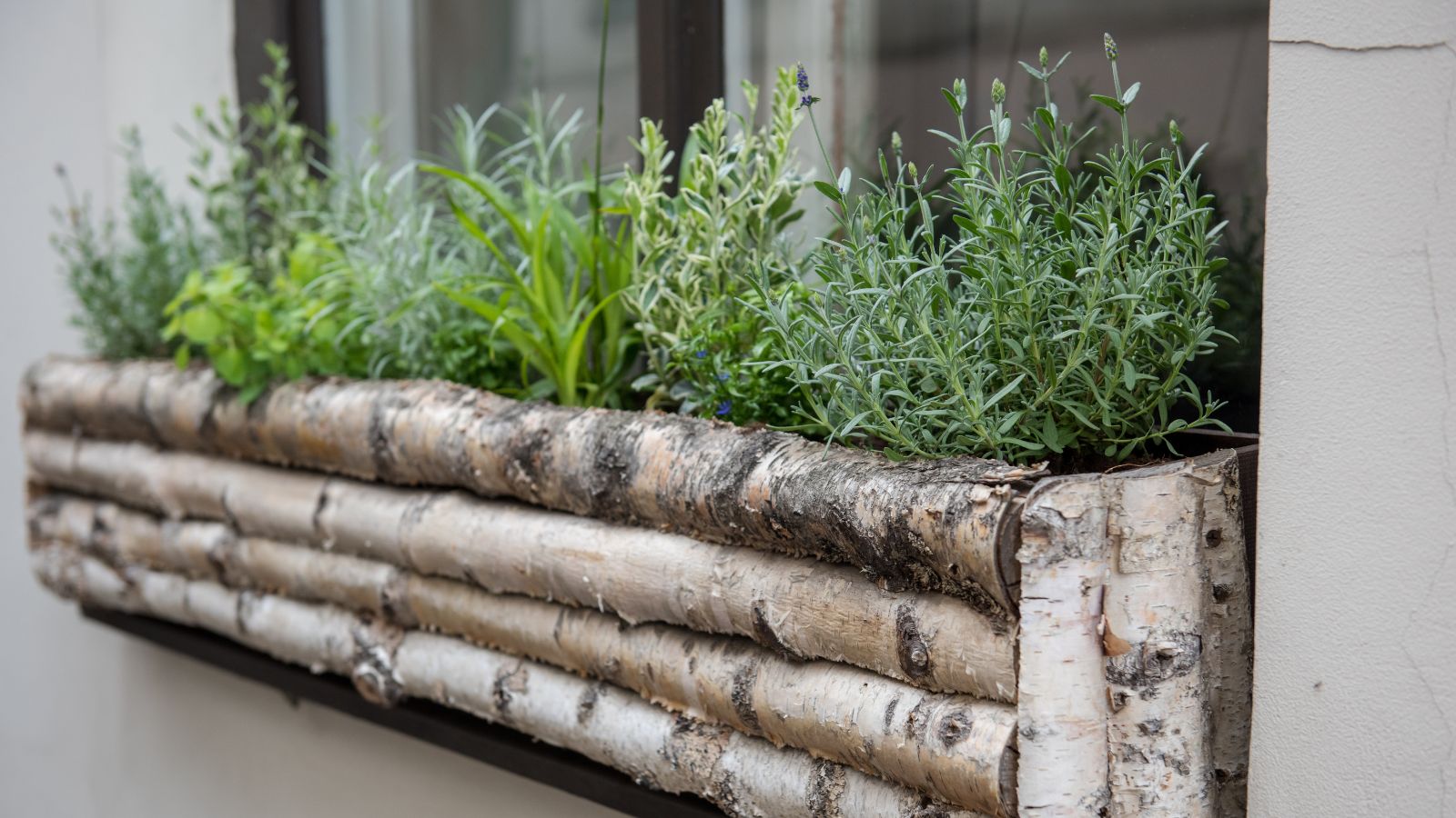 Herbs placed in box outside home appearing to have lovely foliage with different shades of green