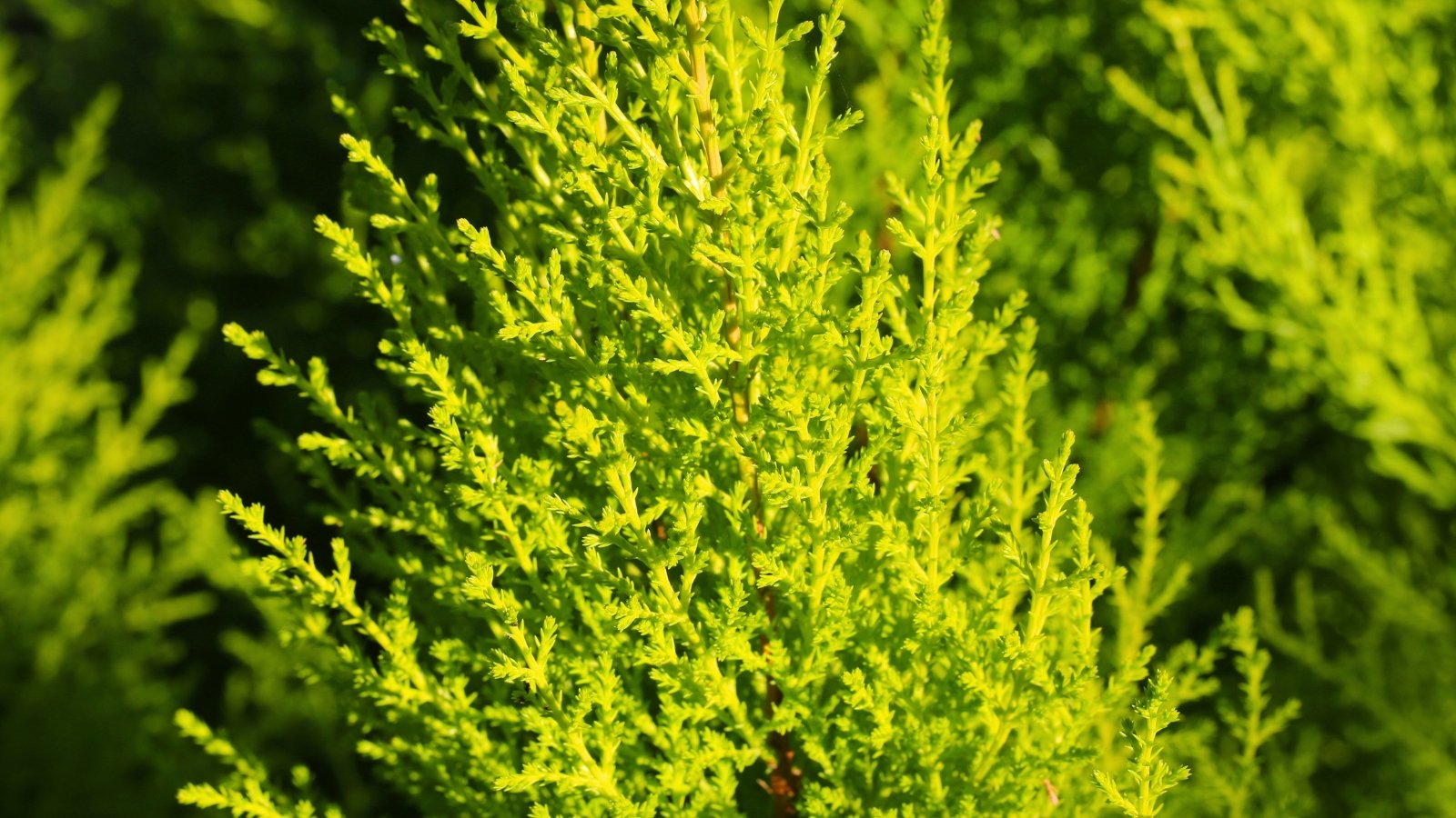 A close-up view of bright, feathery, lime-green foliage with a delicate and finely textured appearance.
