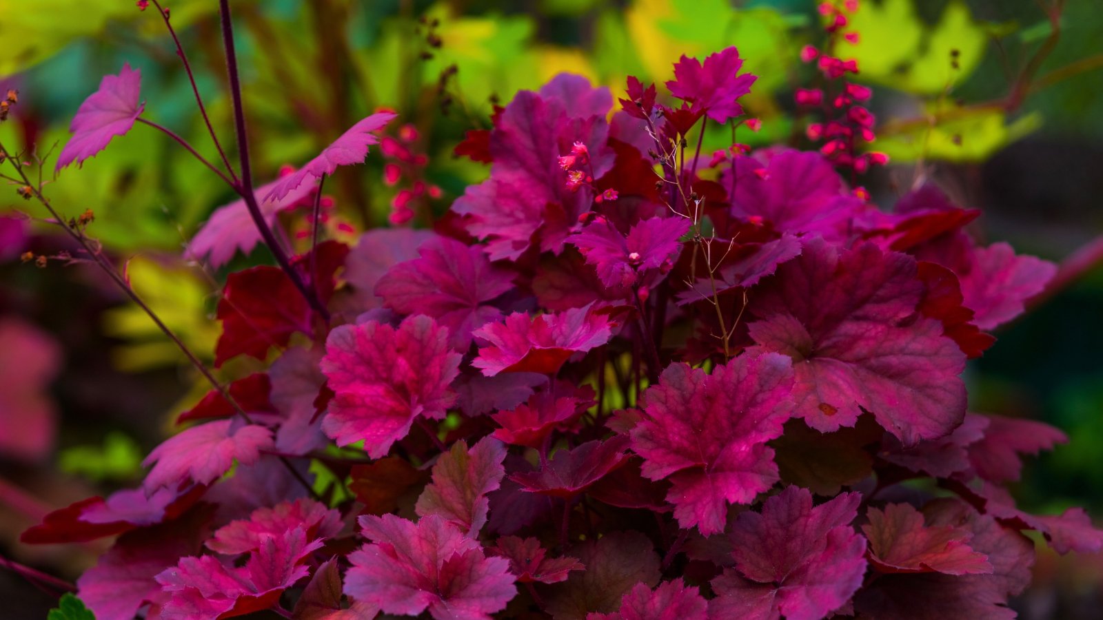 A bushy plant with large, deeply lobed leaves in a rich magenta-red color, with tiny pink flowers on slender stems rising above.