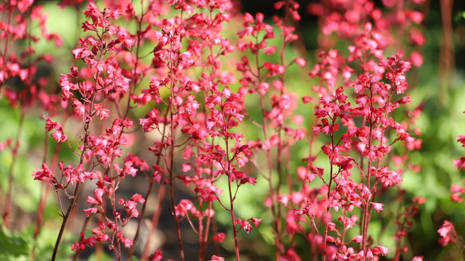 Clumps of rounded, ruffled green leaves with delicate bell-shaped coral flowers on slender stems.