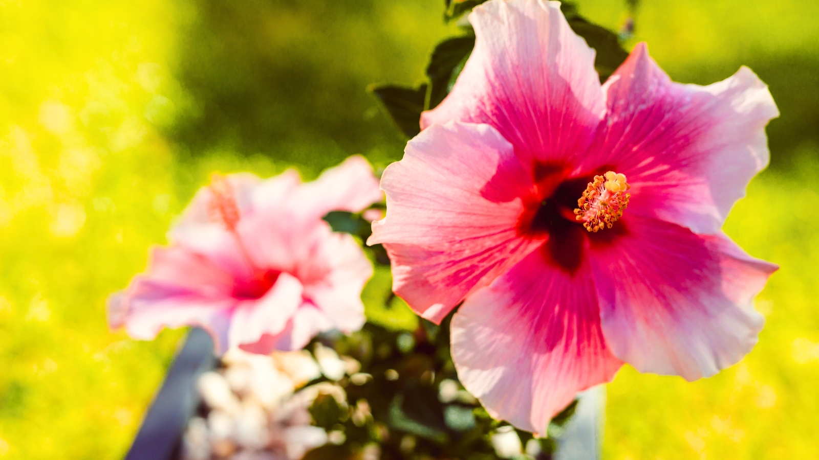 Two large, funnel-shaped pink flowers with ruffled petals and a prominent central stamen column topped with small yellow anthers.