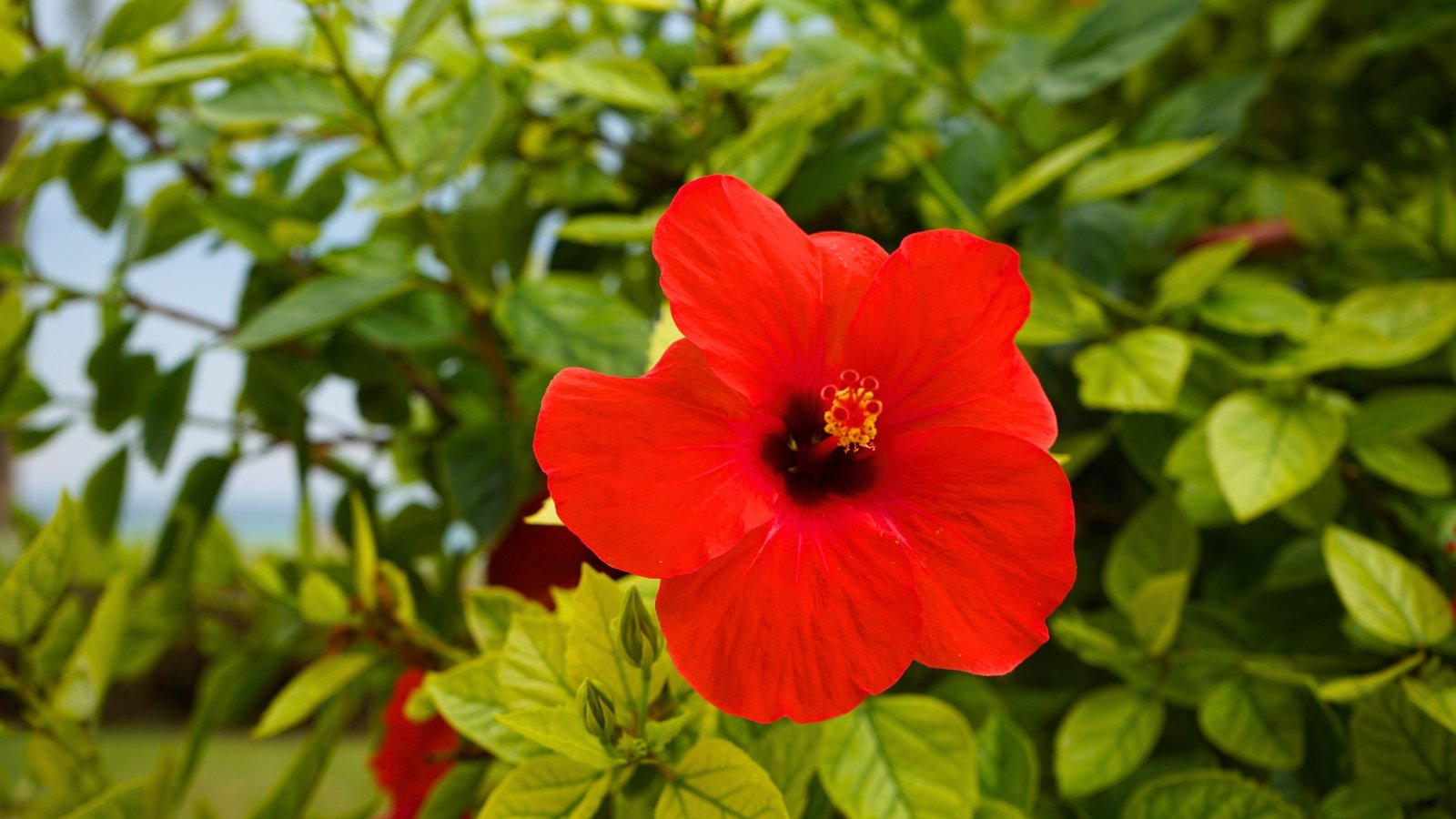 A single, large red flower with five wide, open petals and a central stamen column with yellow tips.