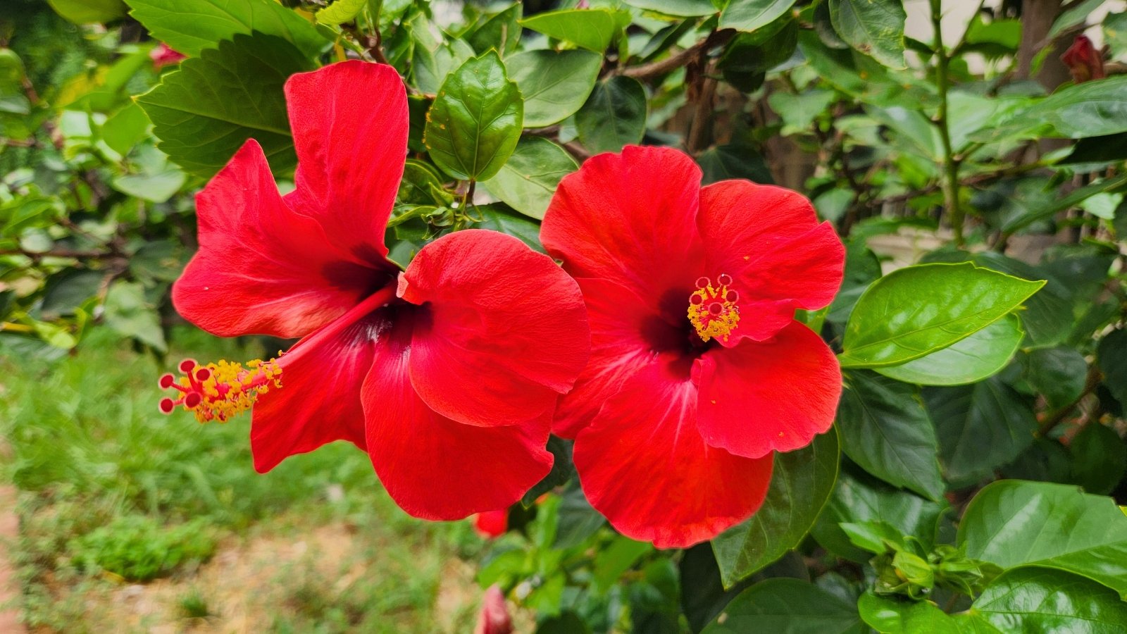 Two large, deep red flowers with five broad petals and prominent stamen columns extending from the center.