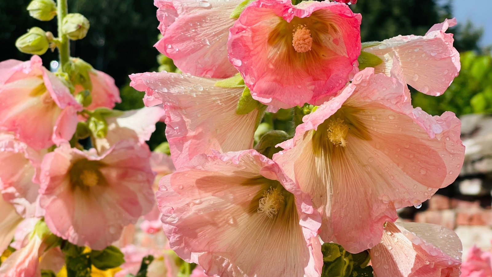 Close-up of soft pink flowers with layered, ruffled petals, covered in glistening water drops.