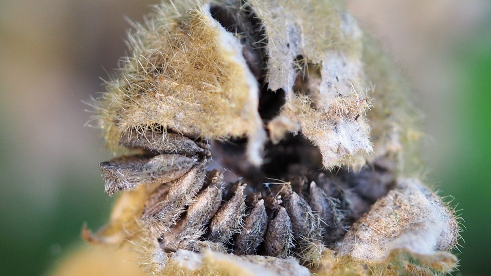 Hollyhock seeds are visible from a split pod, showing tiny, flattened, dark brown seeds against the textured, dried pod interior.