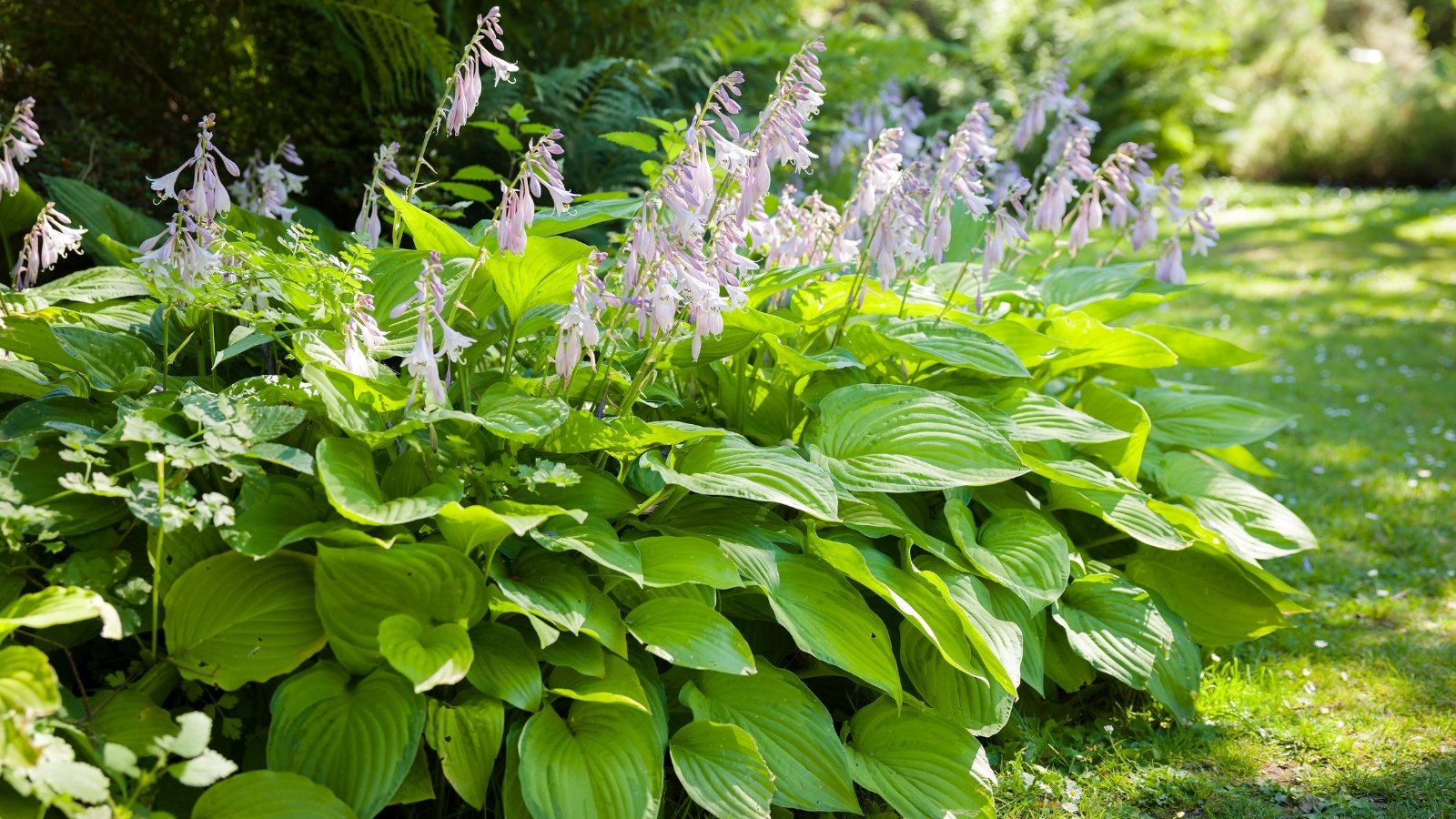 Arching, broad, ribbed green leaves with tall stems bearing trumpet-shaped blooms.