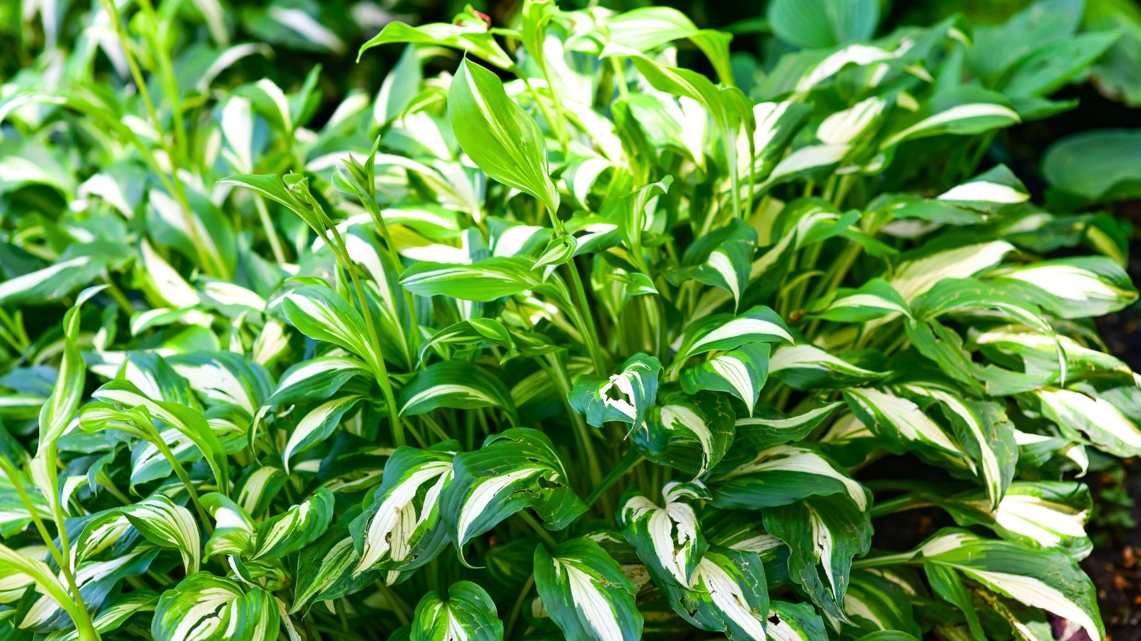 A dense mound of broad, variegated leaves, each with a central patch of light green-white surrounded by a darker green margin.